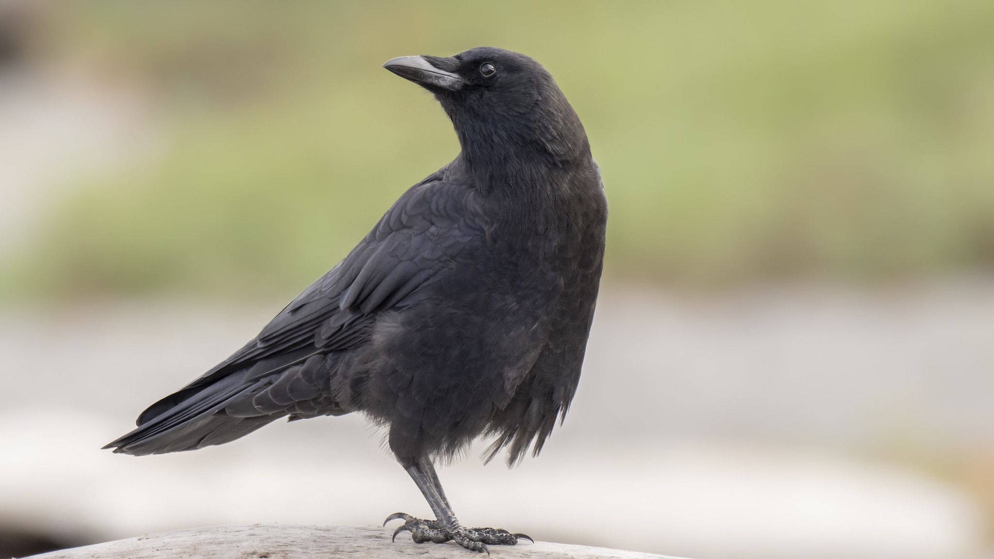 Crows in my Yard